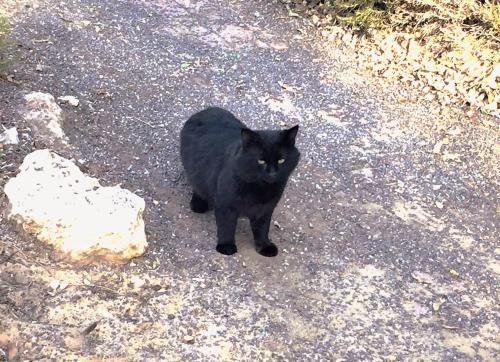 a black cat standing in the middle of the road at 2 bedroom apartment in Atlit, Haifa district in Atlit