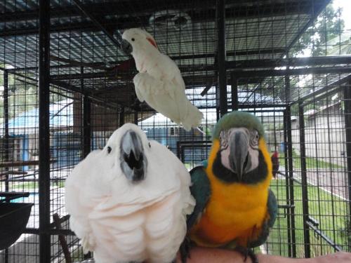 two parrots sitting on a persons arm in a cage at Parrot Resort Moalboal in Moalboal