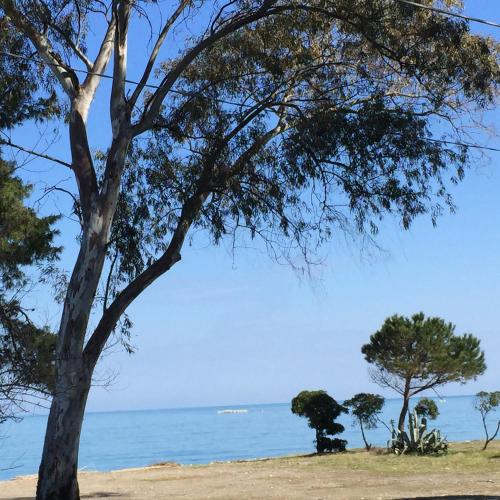 a tree on the beach with the ocean in the background at Casa Solares in Solfara Mare