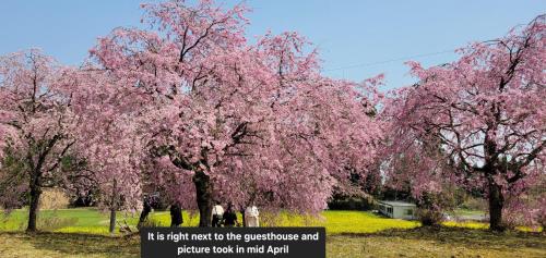 a group of people walking under a tree with pink flowers at 春日光 HaruNikko Guesthouse - Traditional Japanese Guesthouse with Japanese Garden in Nikko