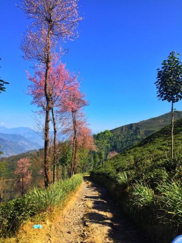 a dirt road with trees on the side of a hill at Dafey Homestay in Darjeeling