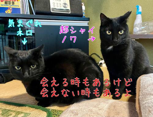 two black cats are sitting next to each other at 民宿とランチ大ちゃんち in Shimanto