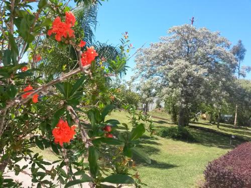 a bush with red flowers in a park at Hotel La Posta del Dayman in Termas del Daymán
