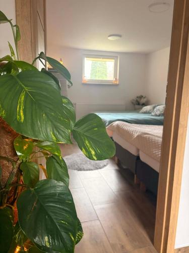 a bedroom with a bed and a large green plant at Dolina Świtu in Pokrzywna