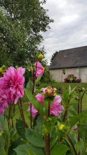 a bunch of pink flowers in a garden at La Ferme du bois Paris in Ermenonville-la-Petite