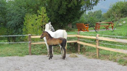 a horse and a baby horse standing next to a fence at Lipizzaner Lodge Guest House in Postojna
