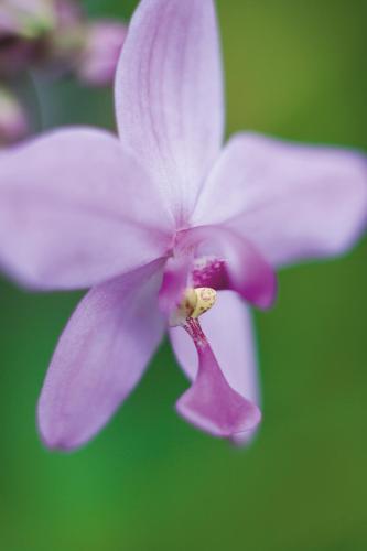 a close up of a purple and white flower at Regal Port Douglas in Port Douglas