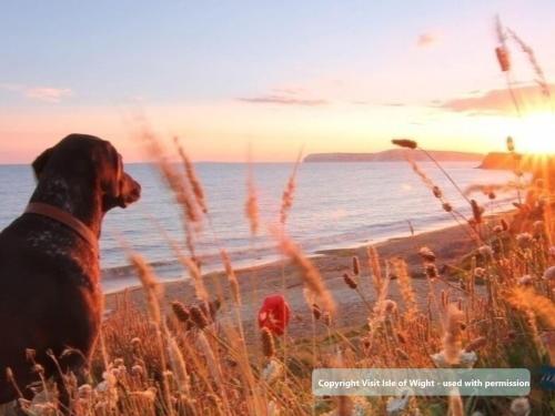 a dog sitting on the beach watching the ocean at Annexe with Courtyard & Hot Tub Option in Wroxall