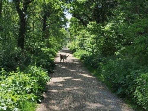 a dog walking down a dirt road with trees at Annexe with Courtyard & Hot Tub Option in Wroxall