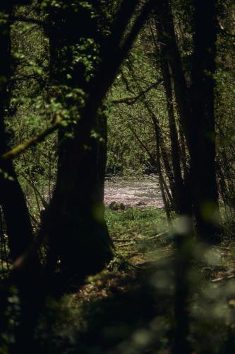 a tree in the middle of a forest at Le Case di Rosie, Tuscan Mountain View apartment, Pool in Gragnola