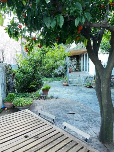 an orange tree in front of a house at La Masia in Portovenere