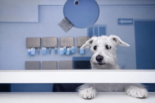 a dog is looking at its reflection in a mirror at Hotel Puesta del Sol in Campeche