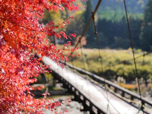 a tree with red leaves next to a bridge at LANDFORM workshop cottage KEIHOKU in Kyoto