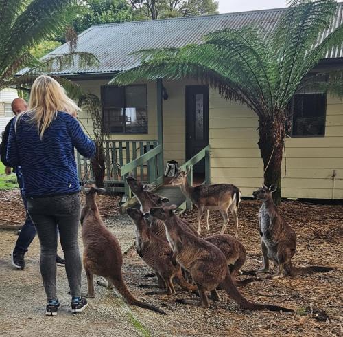 a woman standing in front of a group of deer at Fauna Australia Wildlife Experience in Lavers Hill