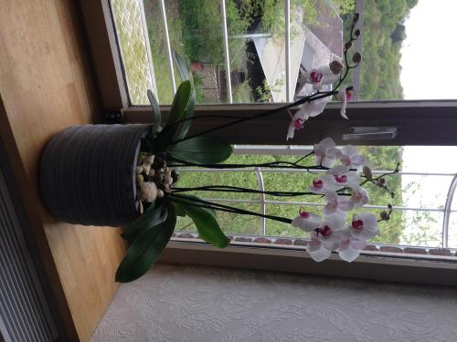 a plant in a window sill with a flower arrangement at B&B Le Notaire in Bomal