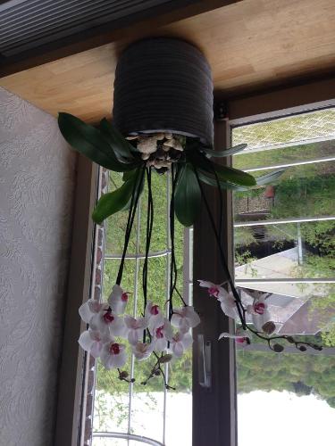 aidium plant hanging from a window in a room at B&B Le Notaire in Bomal