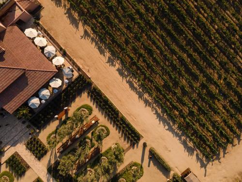 an overhead view of a vineyard with umbrellas and a building at El Cielo Resort in Valle de Guadalupe