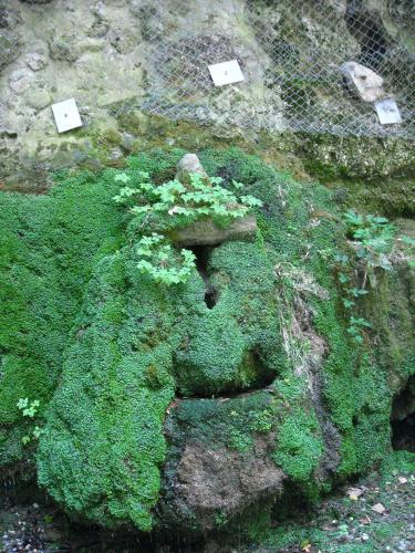 a rock covered in green moss and plants at Hotel Portici in Vicoforte