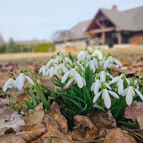 a bunch of white flowers in a pile of rocks at Jauki Lauki in Lejasciems