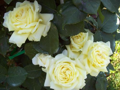 a bunch of white roses with green leaves at Casa delle Rose in Teglio