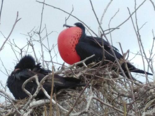 Animales en la posada o alrededores