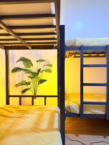 a room with two bunk beds and a plant at Casita del Mabini - Homestay in Mabini