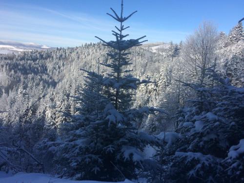 a group of trees covered in snow on a mountain at Sadyba Pikuy in Bilasovytsya