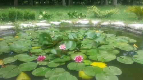 a pond filled with lots of lilies and pink flowers at B & B Casal Pereto in Valmontone