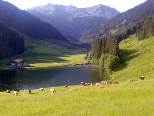 a herd of cows grazing in a field next to a lake at Chalet Ursteinhütte in Kelchsau