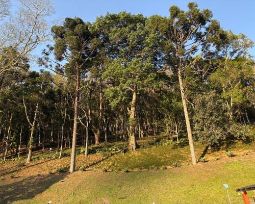 a group of trees on a hill in a field at Casa 05 Vale Boa Vista - Refúgio Moderno em Condomínio Exclusivo in Teresópolis