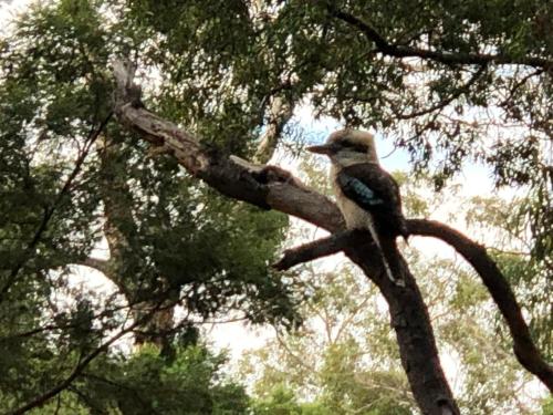 a bird perched on top of a tree branch at Kookaburra Retreat in Halls Gap