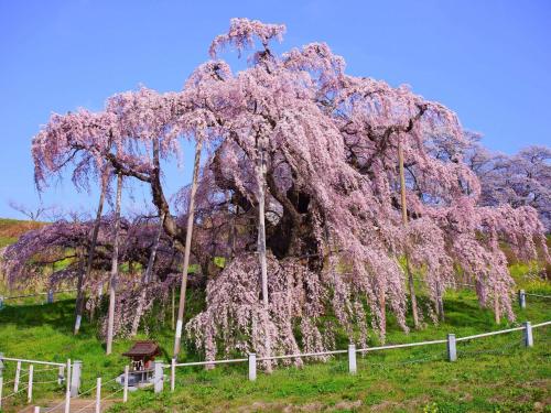 a tree covered in pink flowers next to a fence at Mercure Urabandai Resort & Spa in Kitashiobara