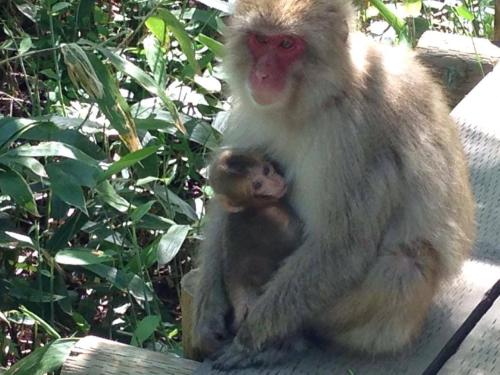 a monkey and its baby sitting on a bench at Kamikochi Lemeiesta Hotel in Matsumoto
