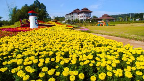 a field of yellow flowers in a park at Phurua Sanctuary Resort and Spa in Phu Rua