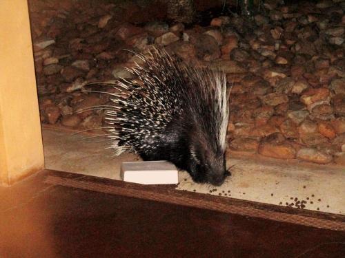 a porcupine eating food from a box at Valley Bushveld Country Lodge in Addo