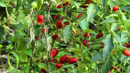 a bunch of red fruits on a plant at Apartment Palma Madeira wandern und tauchen in Caniço