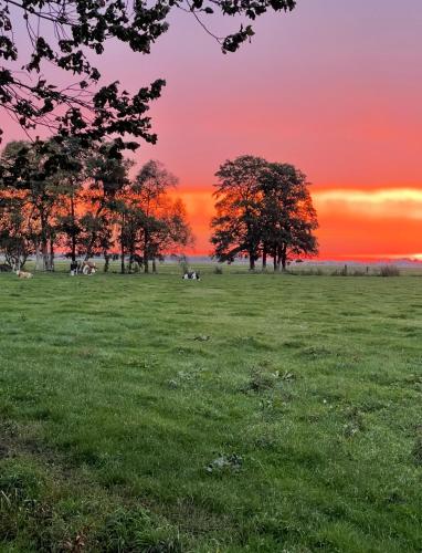 a group of trees in a field at sunset at B&B bij de Roosjes in Blankenham