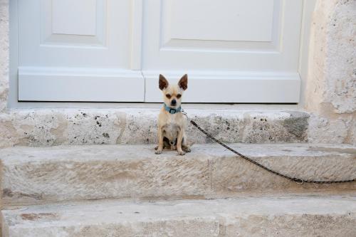 a small dog on a leash in front of a door at History Hvar 1529 in Hvar