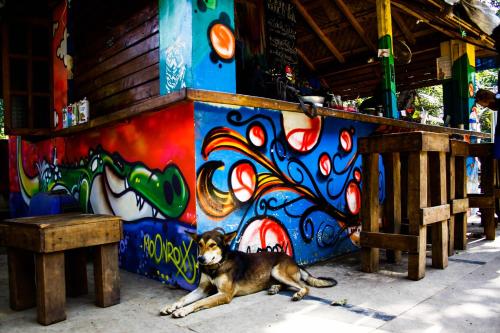 a dog laying in front of a wall with graffiti at Pappi Chulo Vagator in Vagator