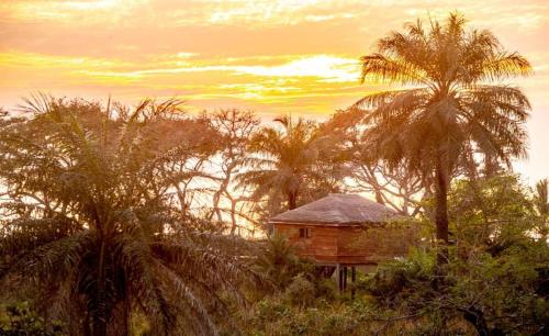 a house in the middle of a field with palm trees at Mansa Musso Lodge in Sanyang