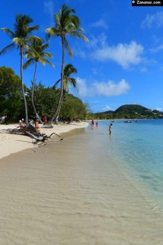 a beach with palm trees and people in the water at Appartement Patronus à 3 min PLAGE POINTE MARIN in Sainte-Anne