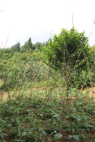 a field of plants with trees in the background at Enshi Grand Canyon Chunlun Farmstay in Enshi