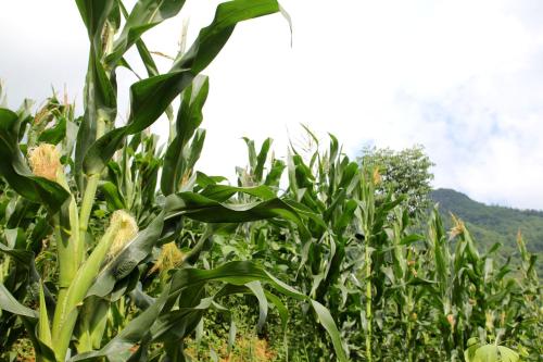 a field of corn with mountains in the background at Enshi Grand Canyon Chunlun Farmstay in Enshi