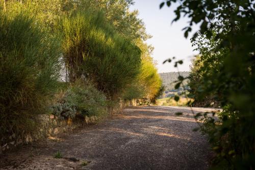 a dirt road with trees and grass on the side at Borgo Il Poggiaccio Residenza d'Epoca in Sovicille