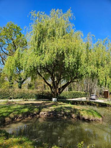 a large tree in the middle of a pond at Chalet confort in Saint-Rémy