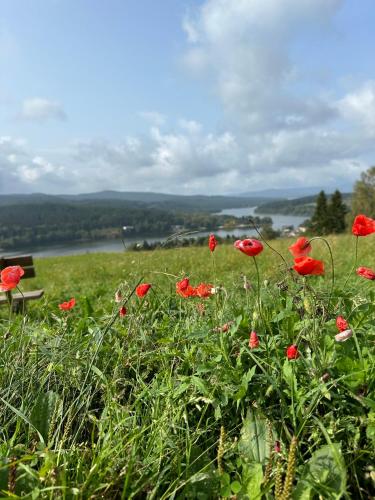 a field of red flowers in a grassy field at Chata Monika in Frymburk