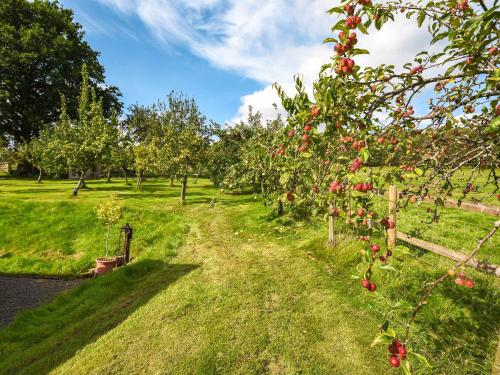 a row of apple trees in an orchard at The Old Barn in Hope Bowdler