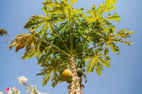 a palm tree with a bunch of fruit on it at Gite de la savane in Sindia