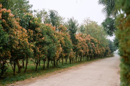 a row of trees on a dirt road at Veco Pine in Thạch Cầu