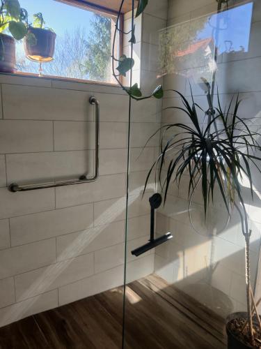 a glass shower in a bathroom with a plant at Hidden Gem Villa & Gated Parking in Český Krumlov
